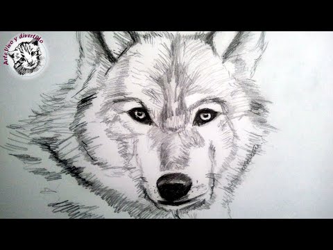 Cómo Aprender A Dibujar Animales Paso A Paso Imágenes + Videos