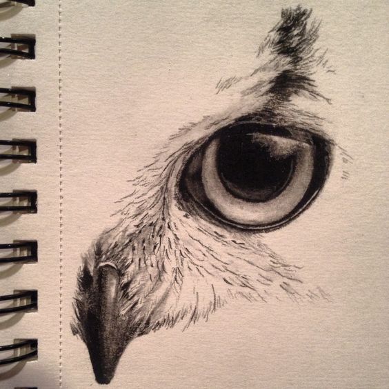 dibujar ojo de águila