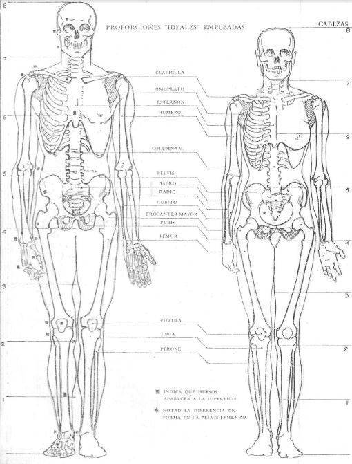 anatomia-masculina-y-femenina
