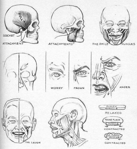 anatomia-de-la-cabeza-2