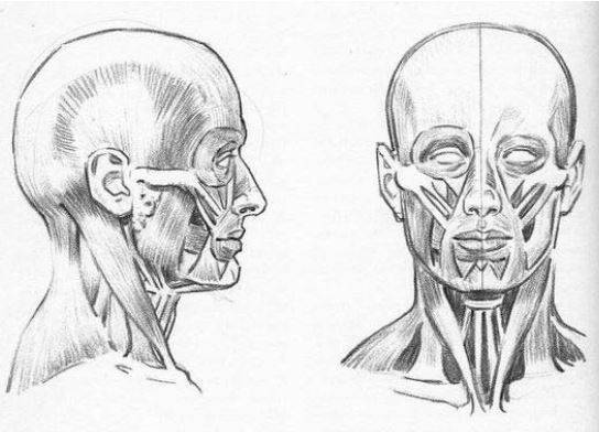 anatomia-de-la-cabeza