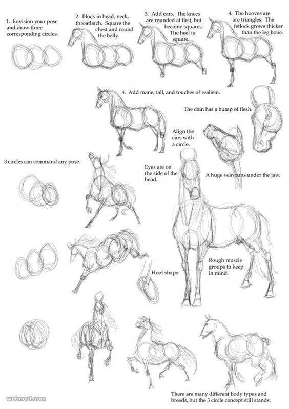 dibujar-animales-5