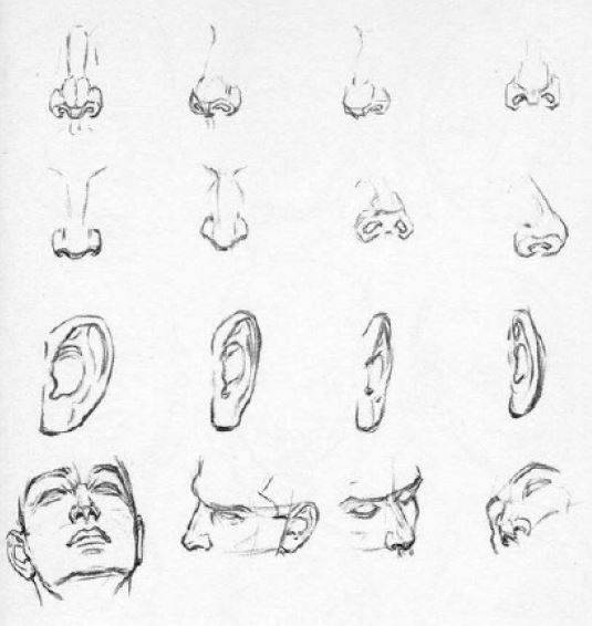 tecnica-para-dibujar-nariz-y-orejas