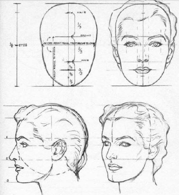 proporciones de la cabeza de una mujer