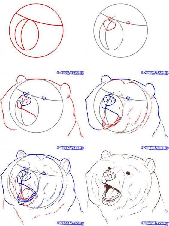como dibujar animales reales