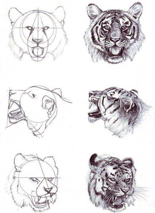 como dibujar caras o rostros de animales