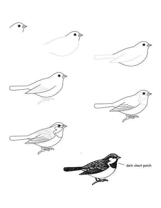 Dibujar animales con lápices de colores en 9 pasos  ttamayocom