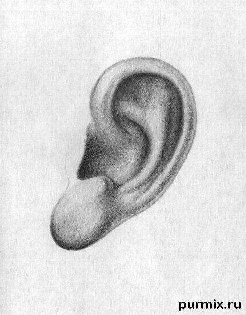 como aprender a dibujar orejas humanas 1