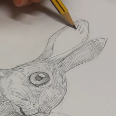 orejas de conejo 3