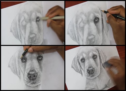 paso 5 para dibujar animales realistas