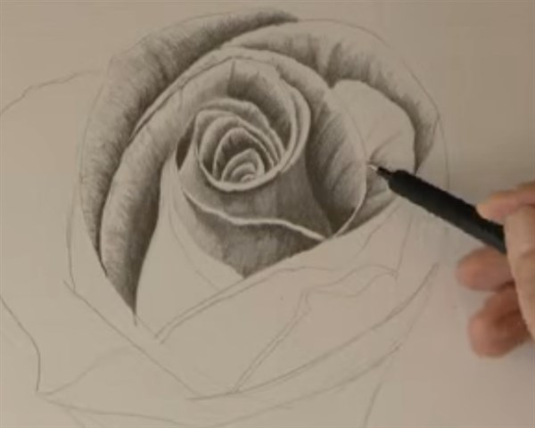 como aprender a dibujar rosas a lapiz paso a paso 1