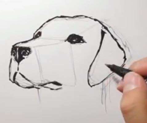 Aprende Cómo Dibujar Un Perro Anime Paso A Paso 7