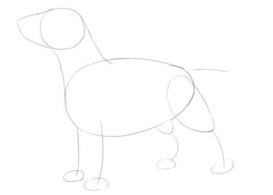 Aprende Cómo Dibujar Un Perro Bull Terrier Paso A Paso 3