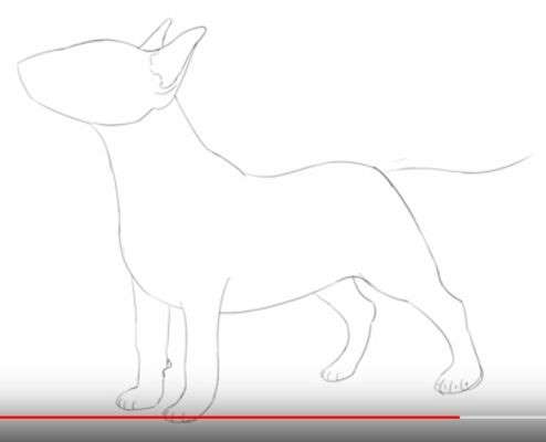Aprende Cómo Dibujar Un Perro Bull Terrier Paso A Paso 6