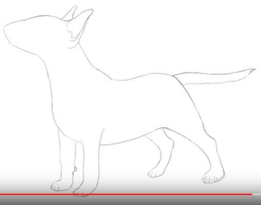 Aprende Cómo Dibujar Un Perro Bull Terrier Paso A Paso 7