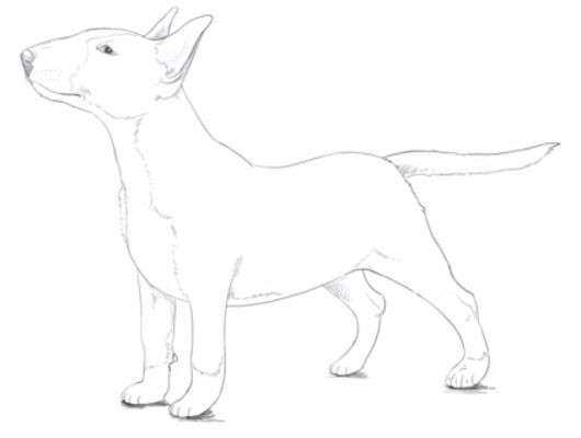Aprende Cómo Dibujar Un Perro Bull Terrier Paso A Paso 8