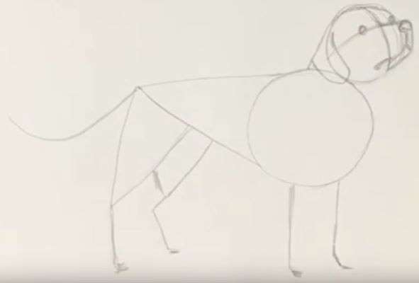 Aprende Cómo Dibujar Un Perro Labrador Paso A Paso 5