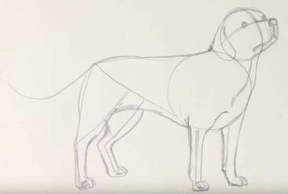 Aprende Cómo Dibujar Un Perro Labrador Paso A Paso 7