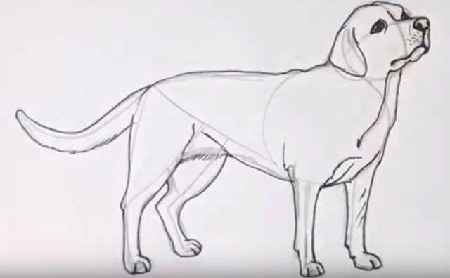 Aprende Cómo Dibujar Un Perro Labrador Paso A Paso 8