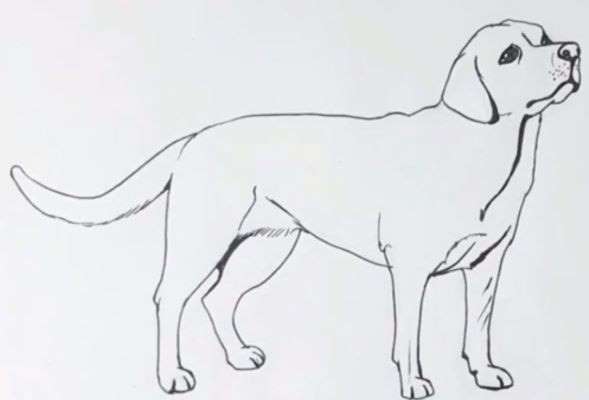 Aprende Cómo Dibujar Un Perro Labrador Paso A Paso 9
